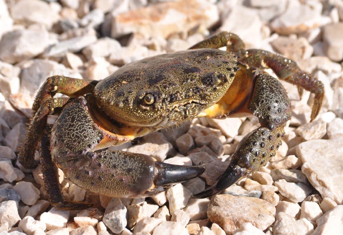 Каменный краб черного моря