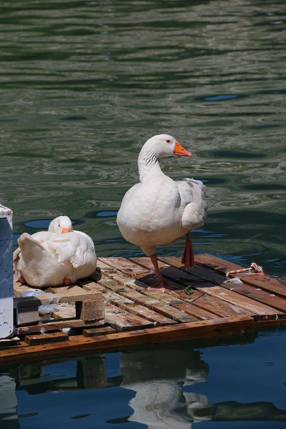 Утки на море