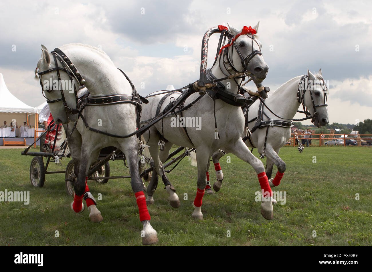 Horse Threesome