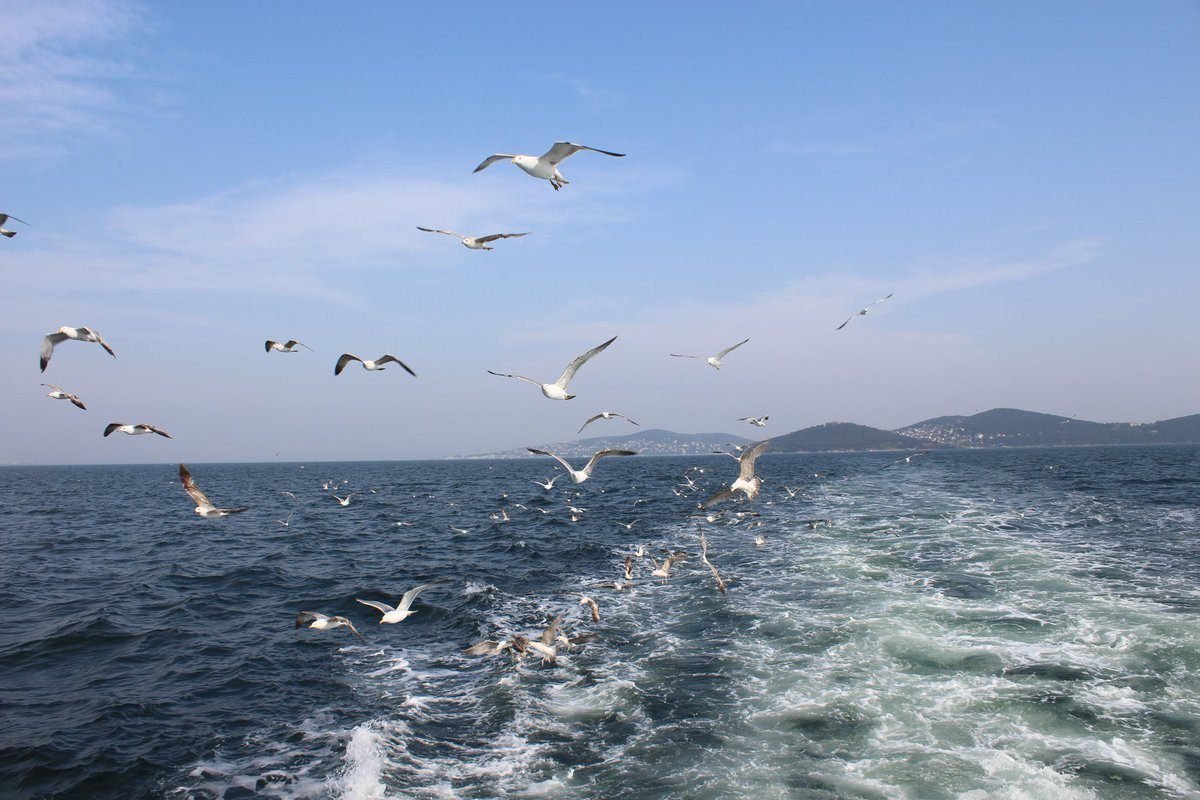 Море, Чайки