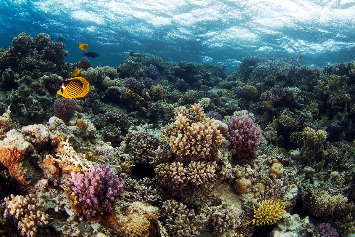 Флора Средиземного моря