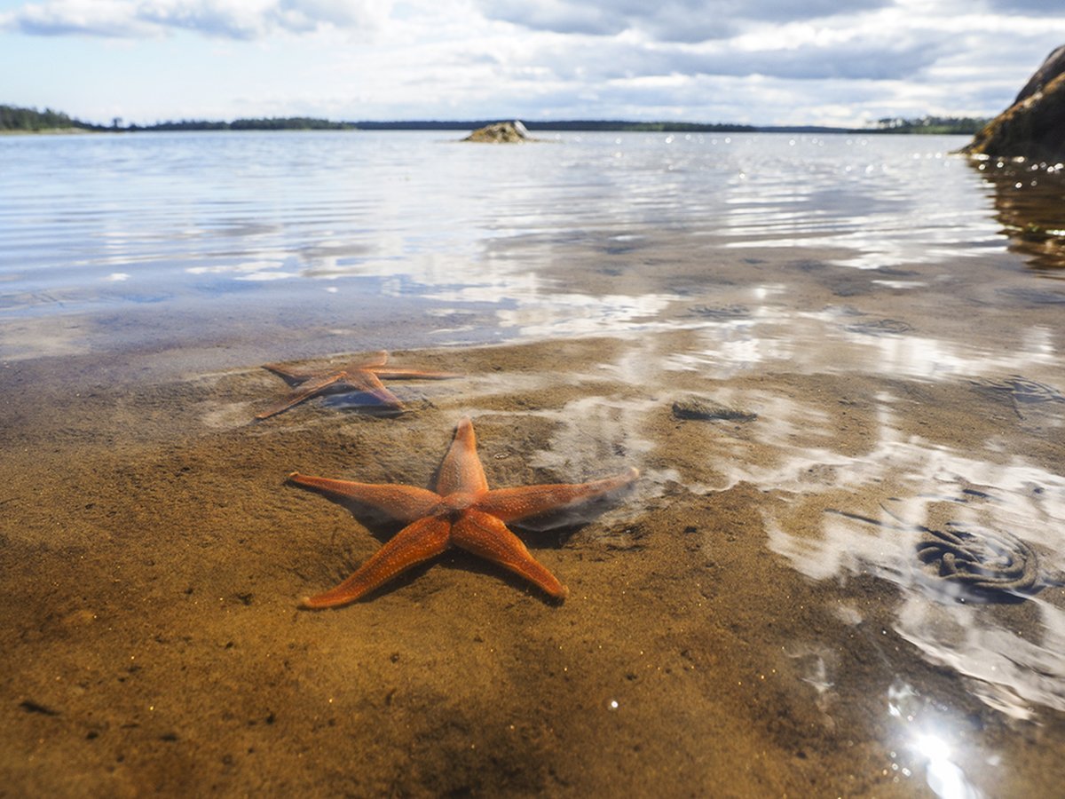 Пляжи на белом море в Карелии