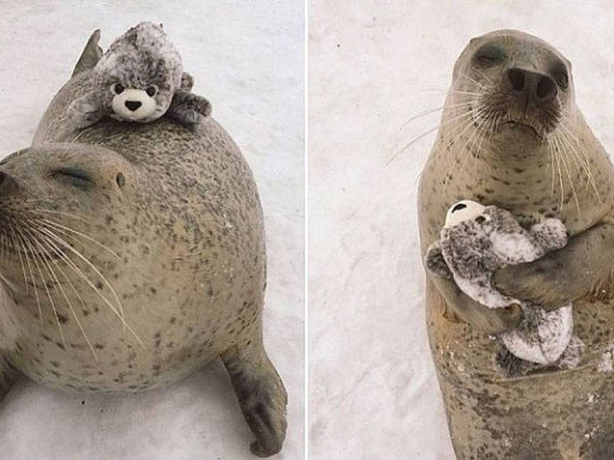 Домашние морские котики