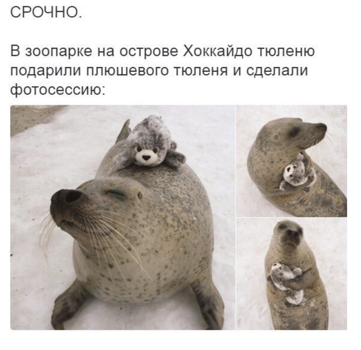 Тюлень шутки