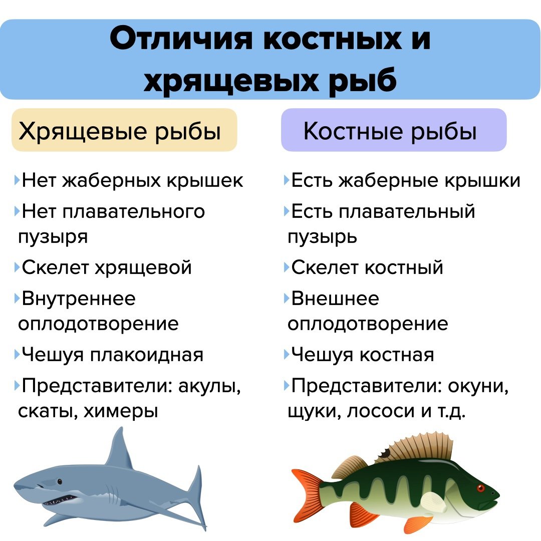 Хрящевые и костные рыбы отличия таблица