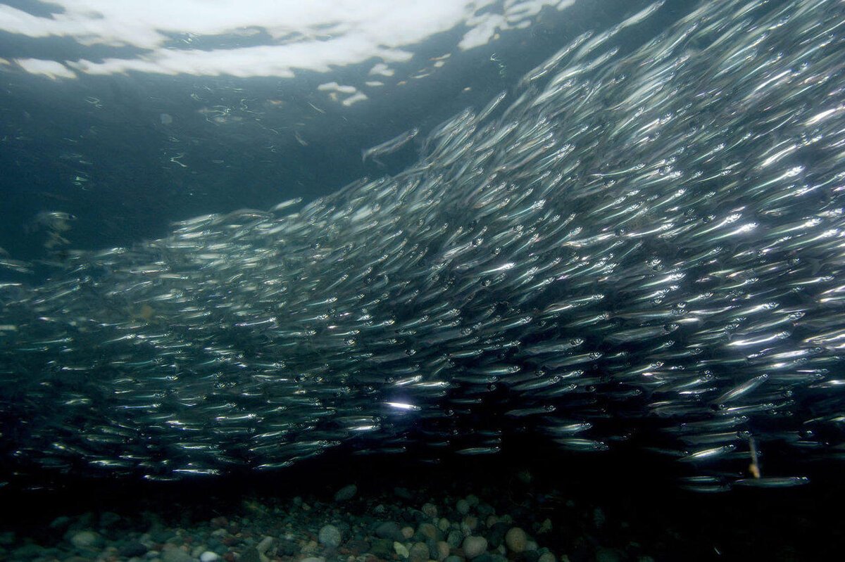 Сельдь Берингово море