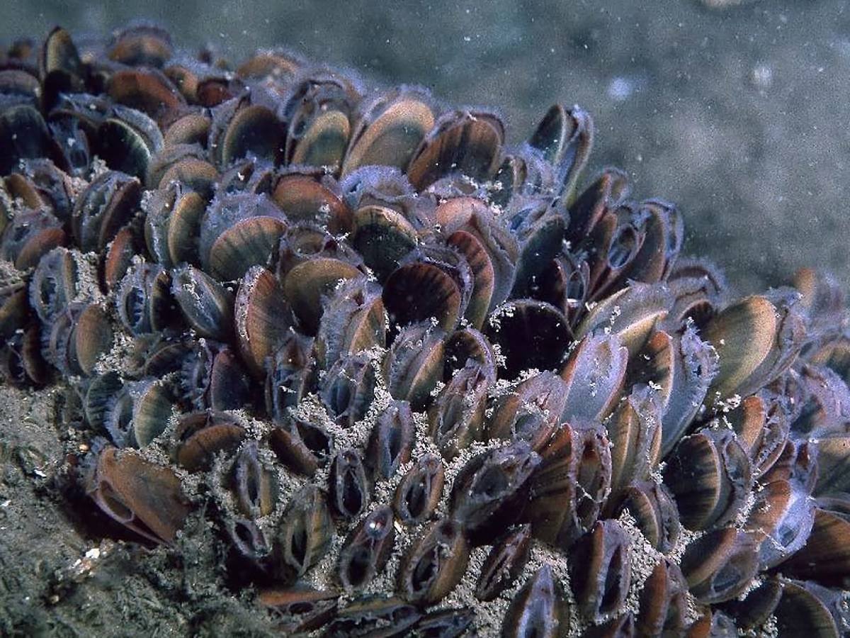Mytilus Chilensis мидии