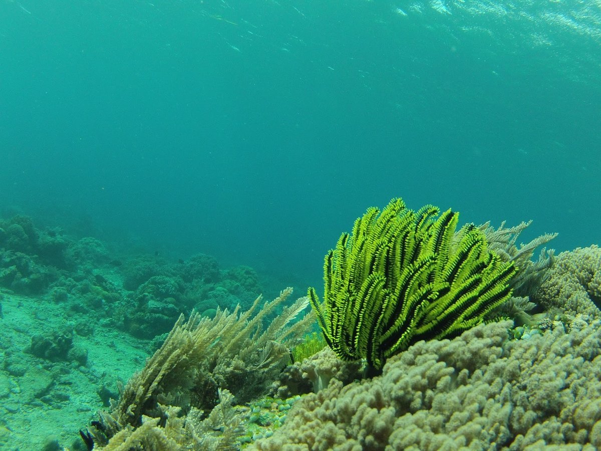 Водоросли черного моря