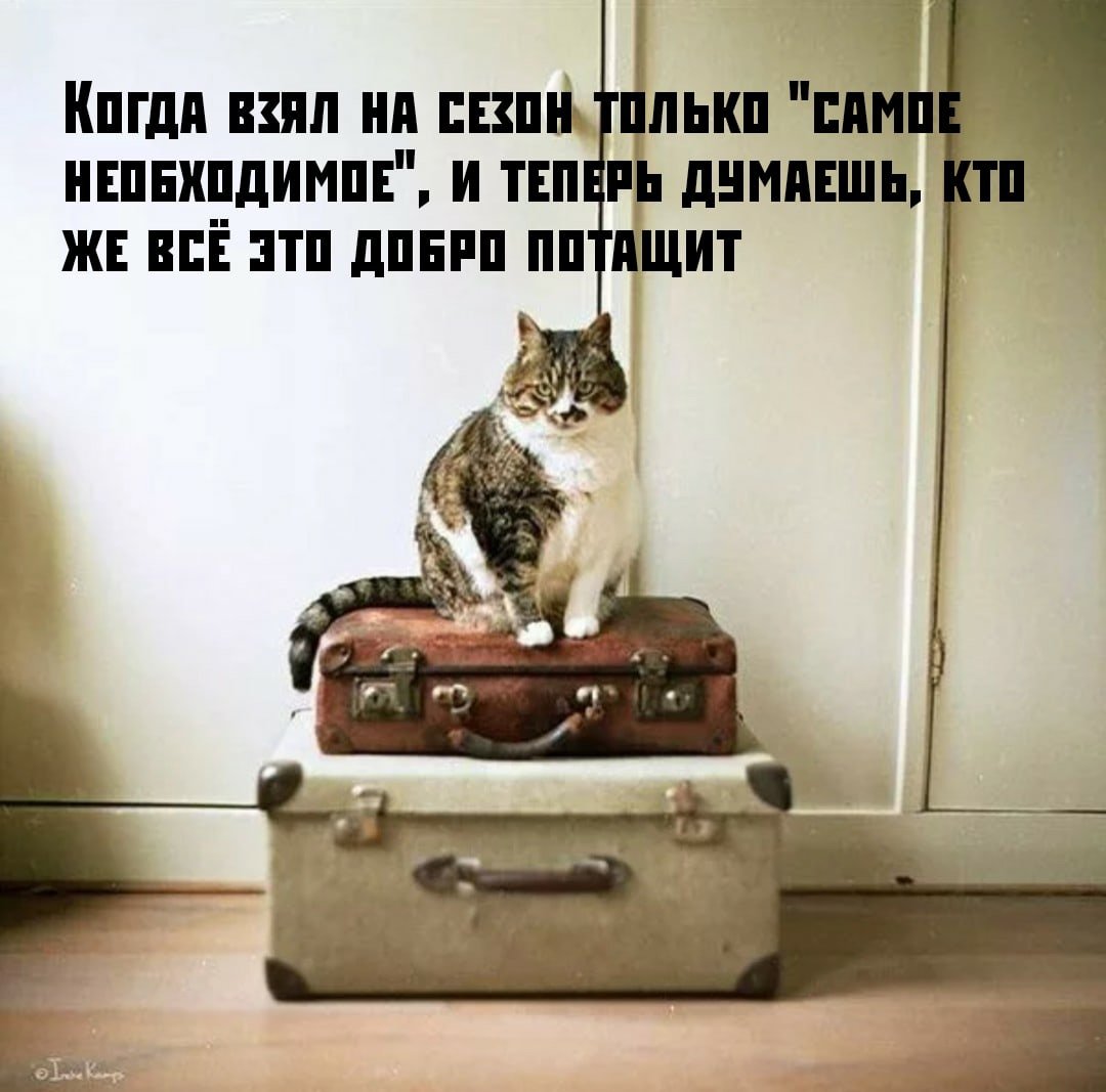 Кошка с чемоданом