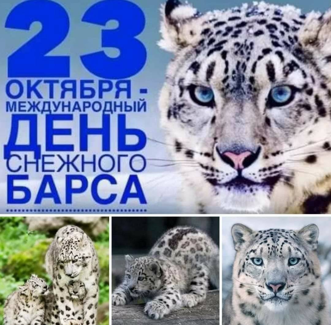 Снежный Барс 23 октября