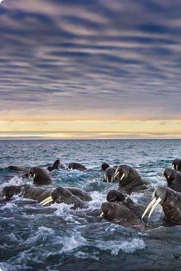 Animal Wave