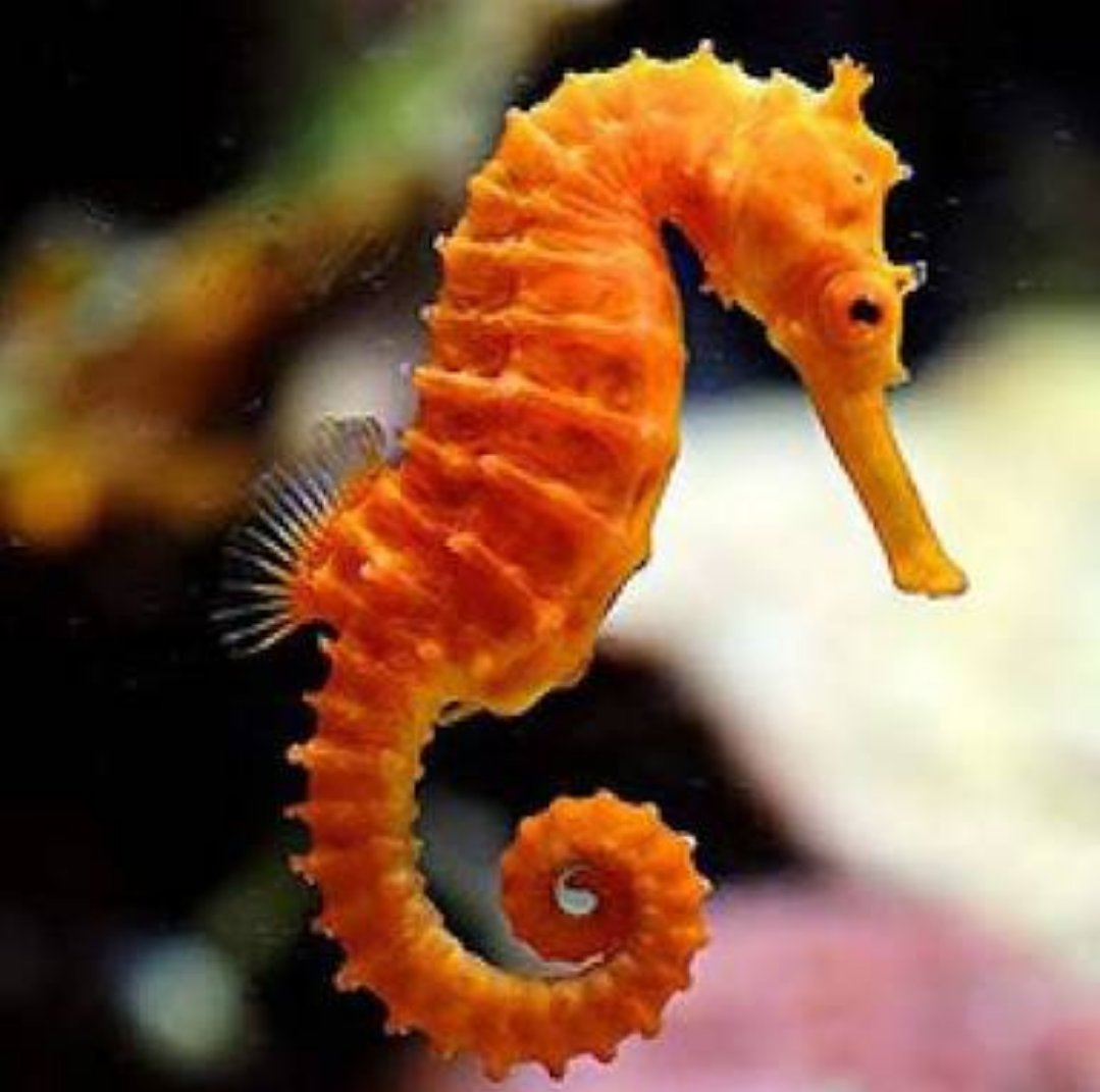 Короткомордый морской конек