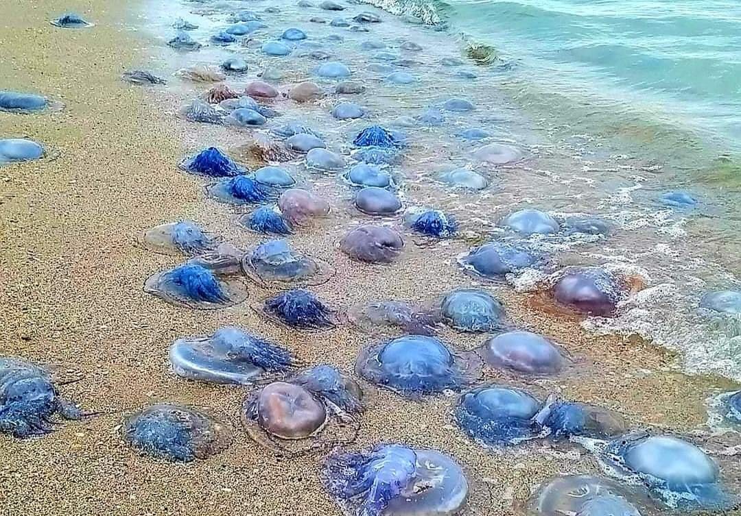 Медузы в черном море 2022