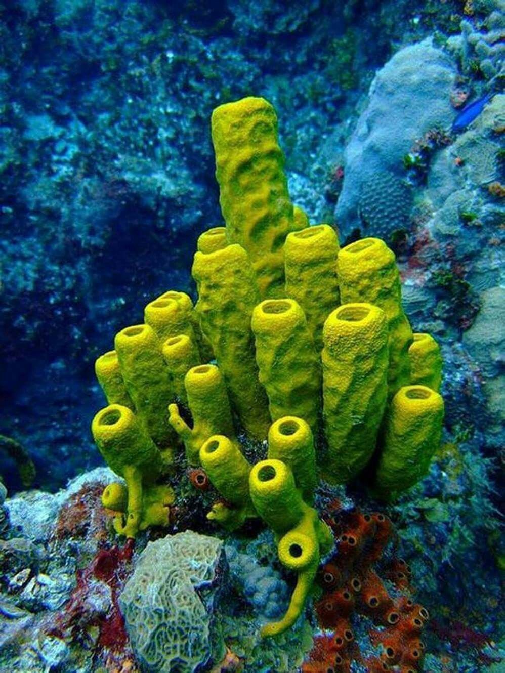 Губки Porifera Spongia