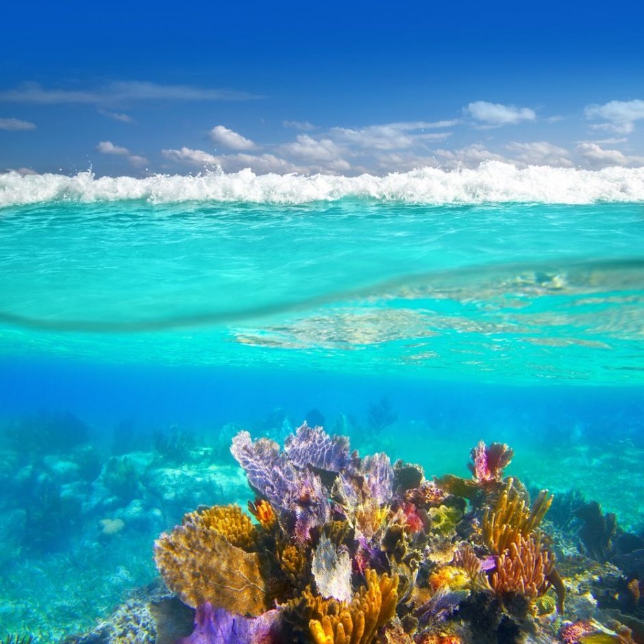 Карибское море подводный мир
