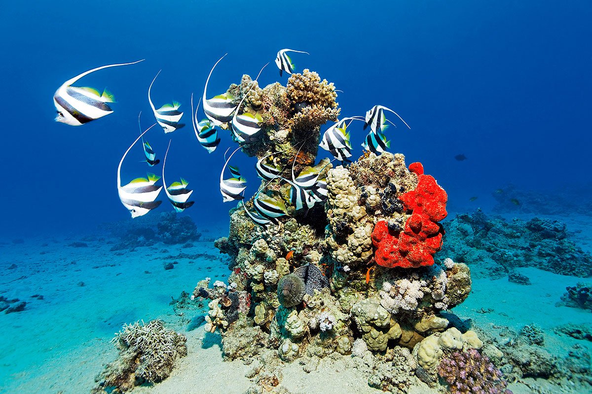 Красное море Египет