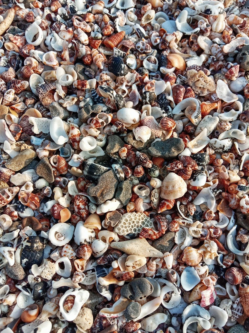 Красное море пляж ракушки