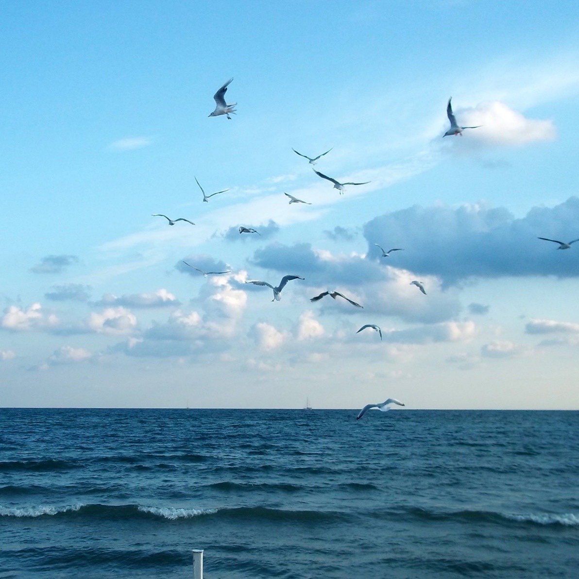 Море, Чайки