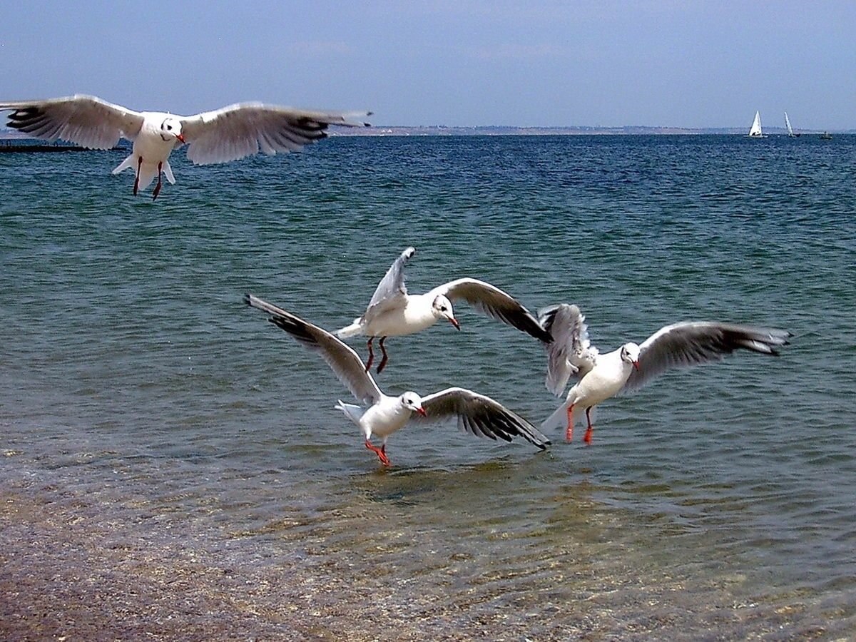 Альбатрос птица Азовское море