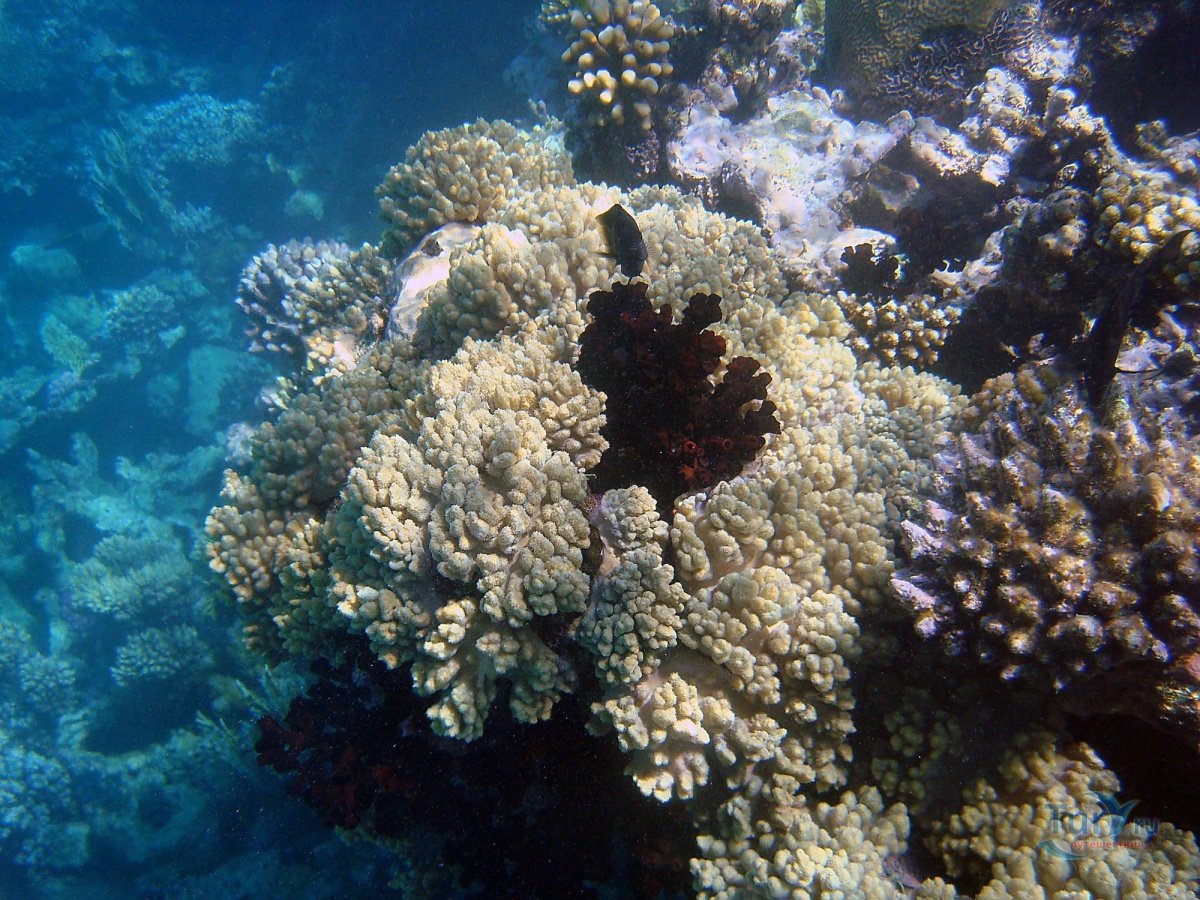 Корал в черном море