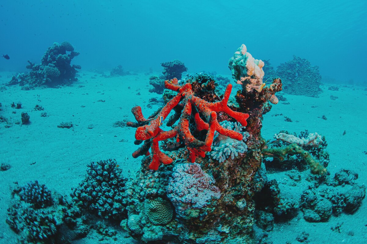 Коралл на черном море