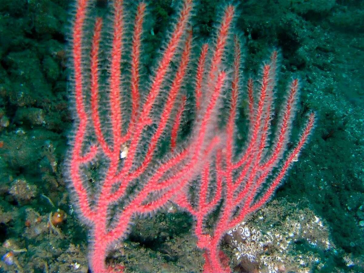 Кораллы stolonifera;