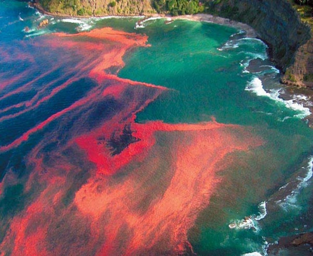 Красные приливы в черном море