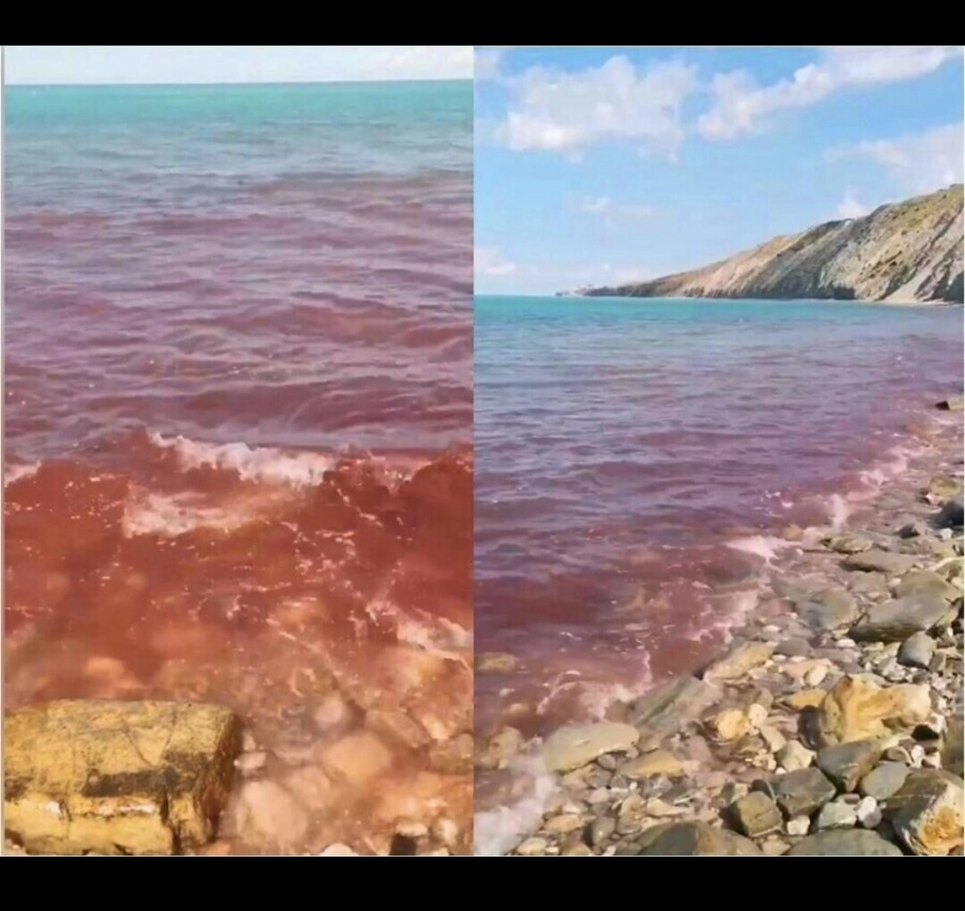 Анапа красные водоросли
