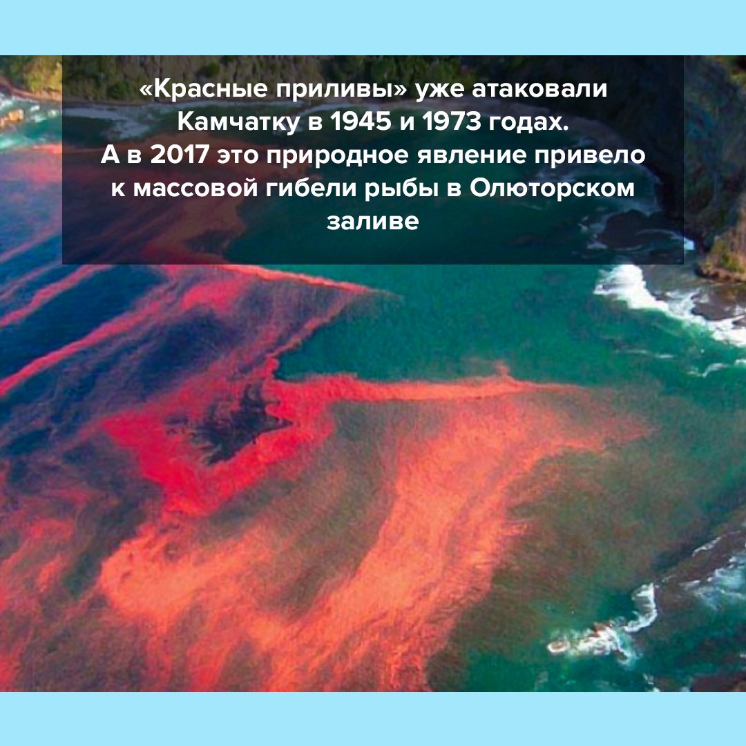 Красный прилив на Камчатке