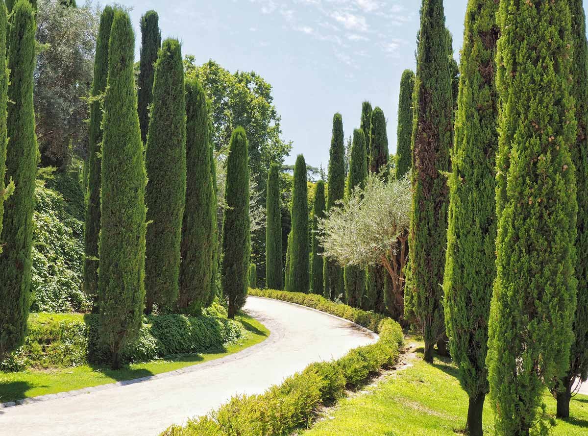 • Кипарис вечнозелёный пирамидальный (Cupressus sempervirens