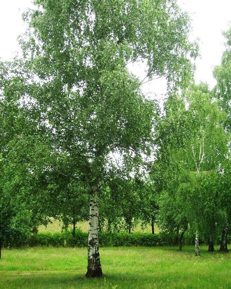 Березовая роща береза повислая