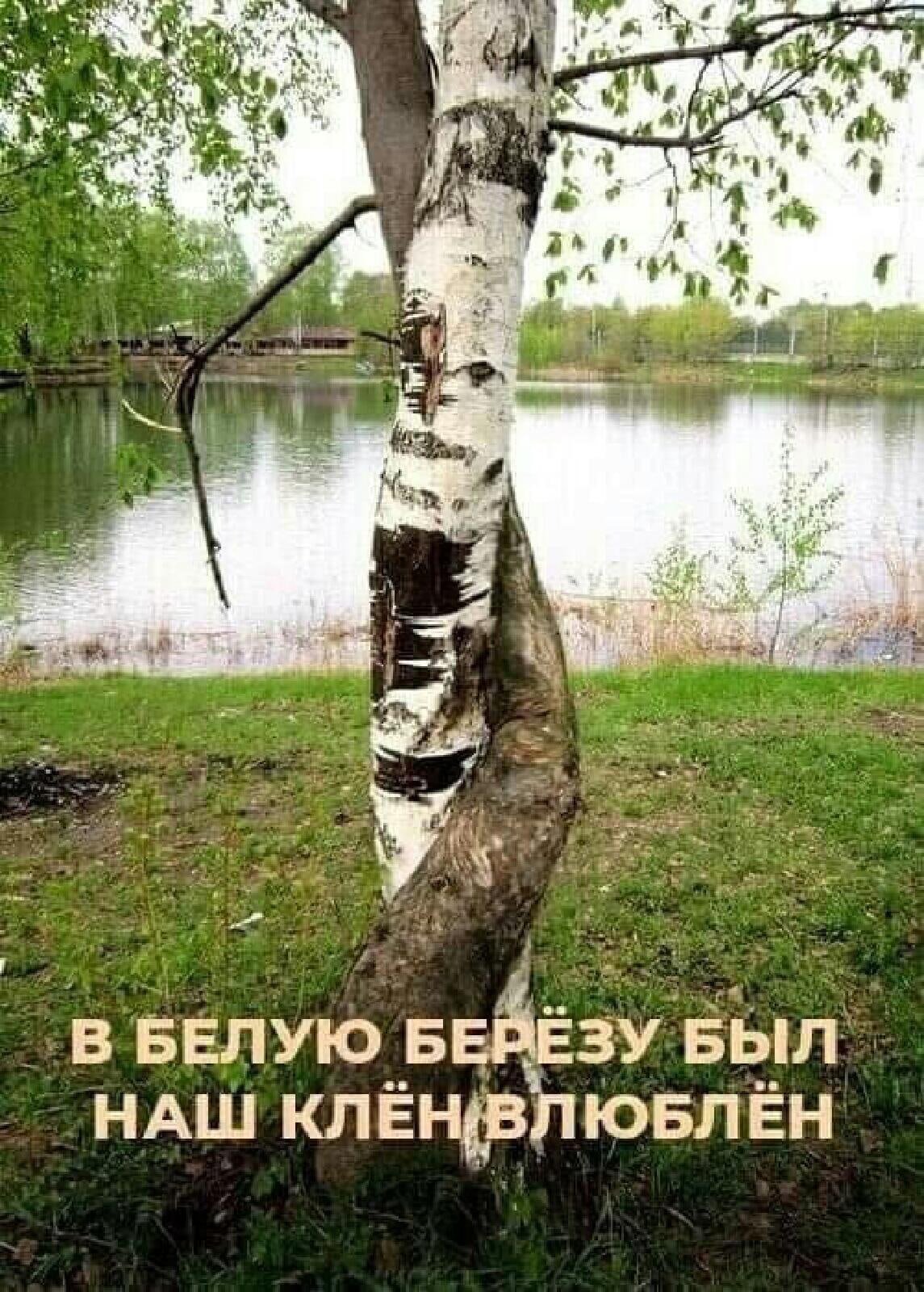 Сросшиеся стволы деревьев