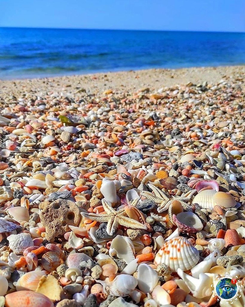 Азовское море ракушечный берег