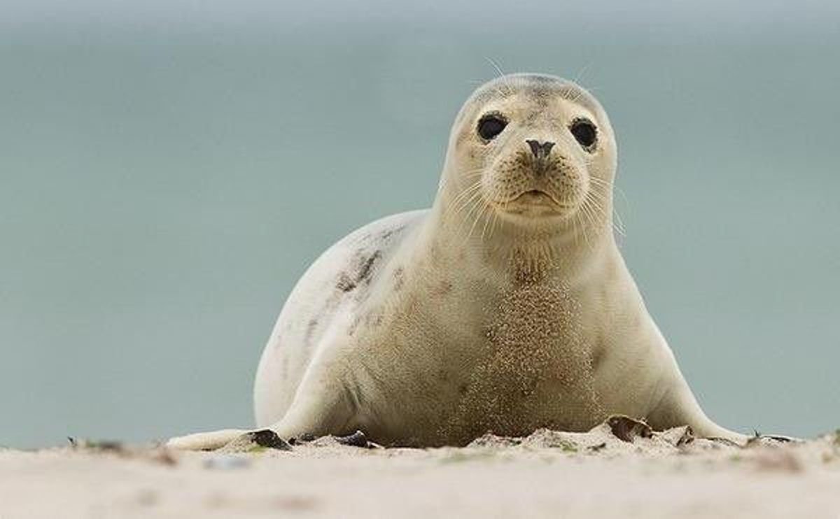 Phoca vitulina