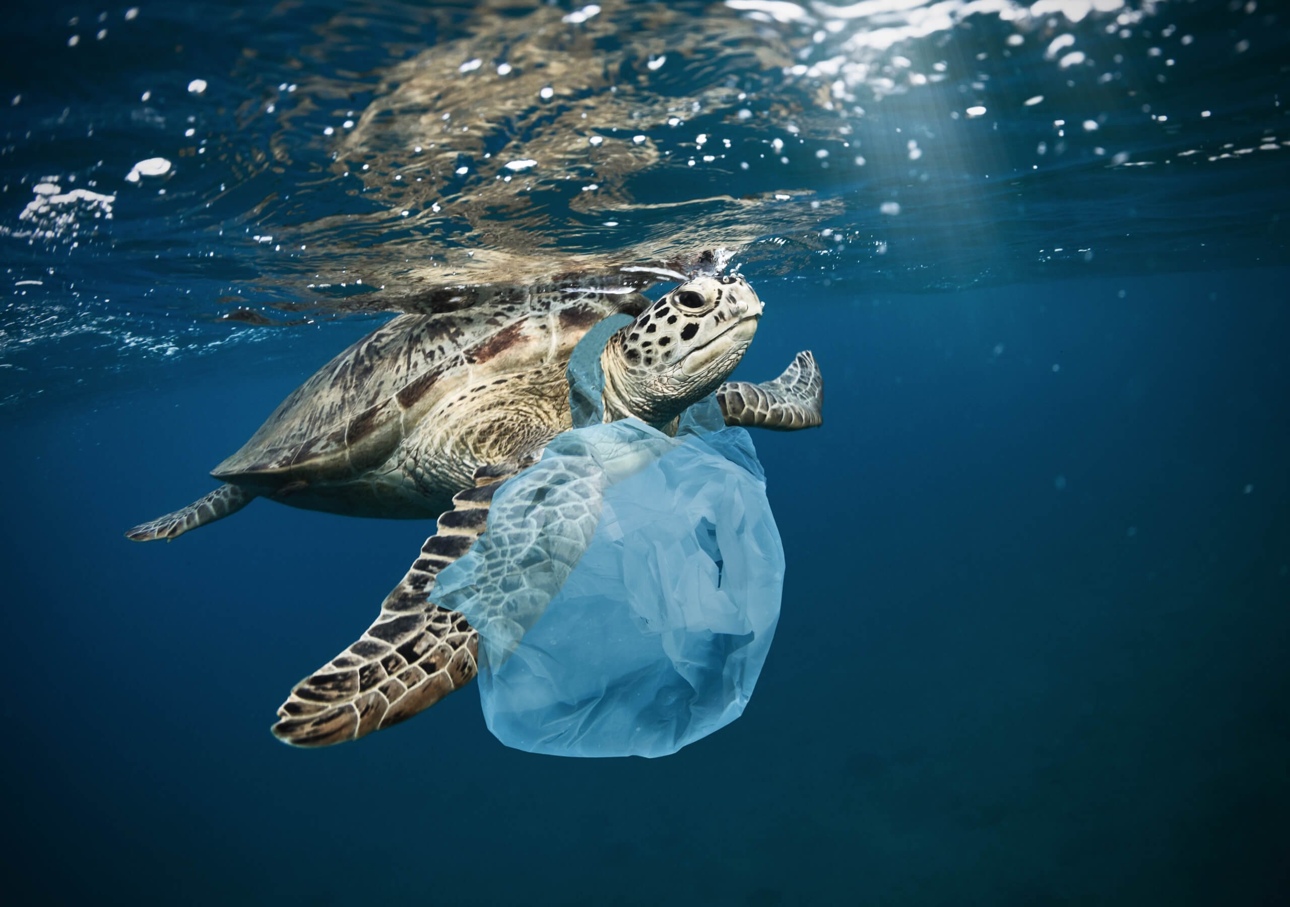 Plastic animals. Морская черепаха. Черепаха в океане. Загрязнение океана животные.