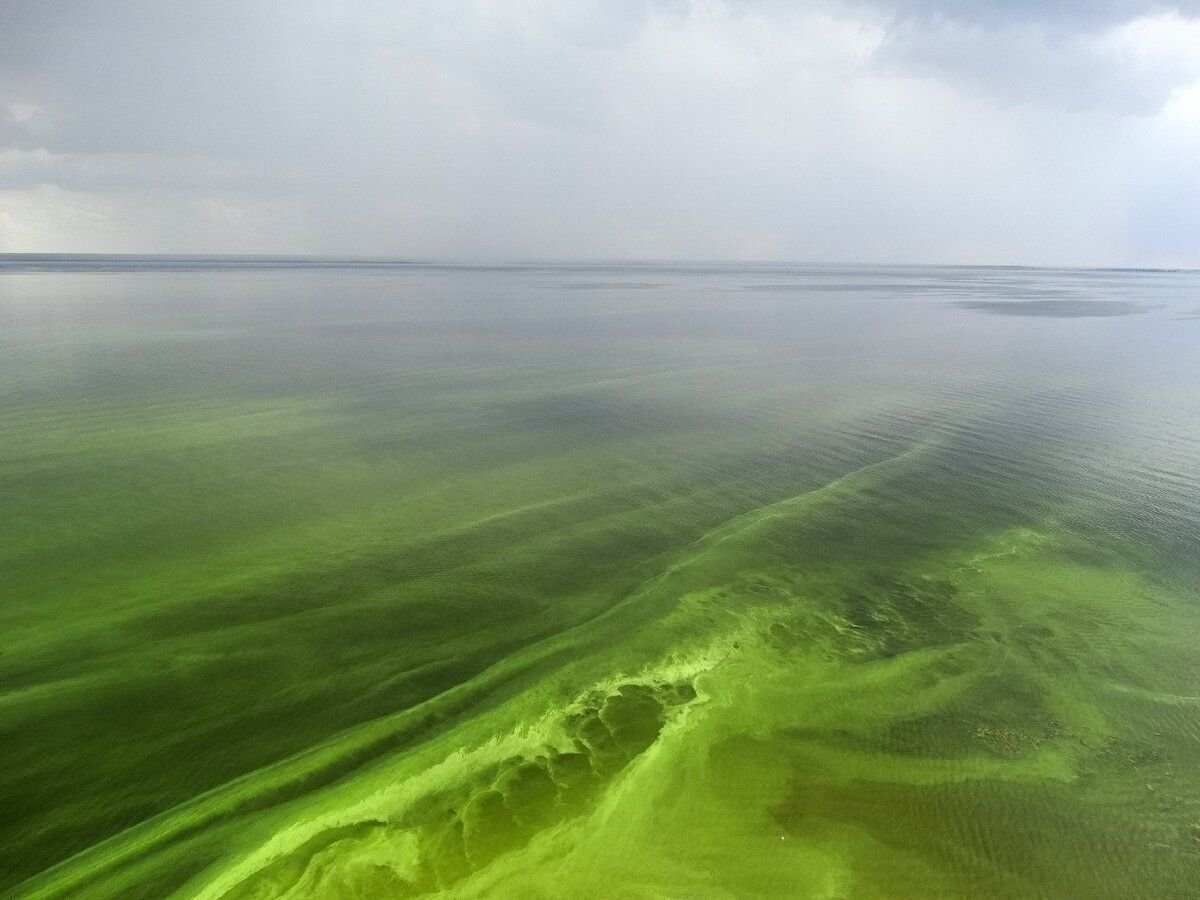 Есть зелёное море