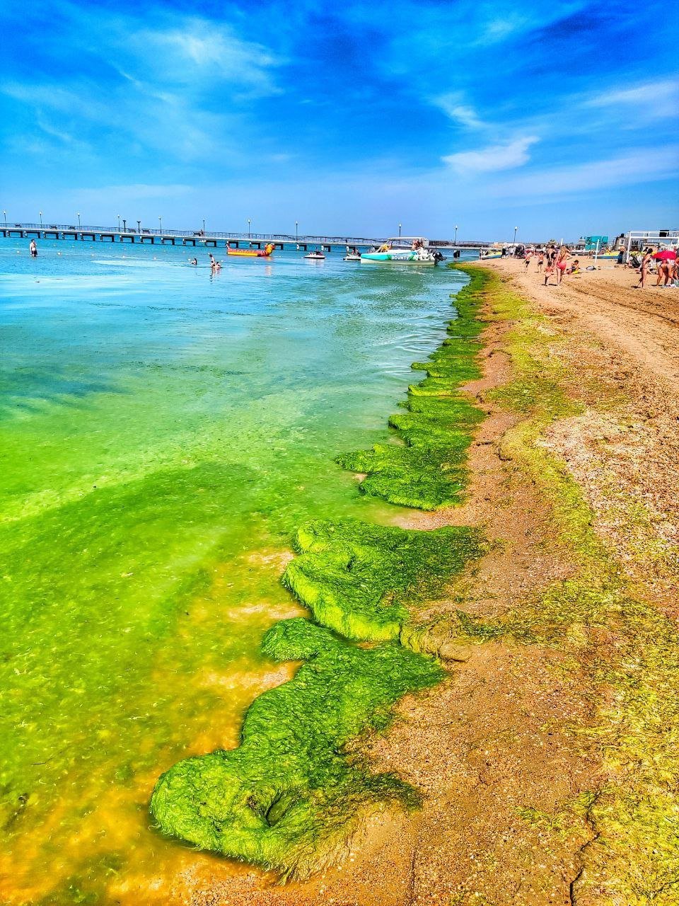 Черное море цветет Анапа