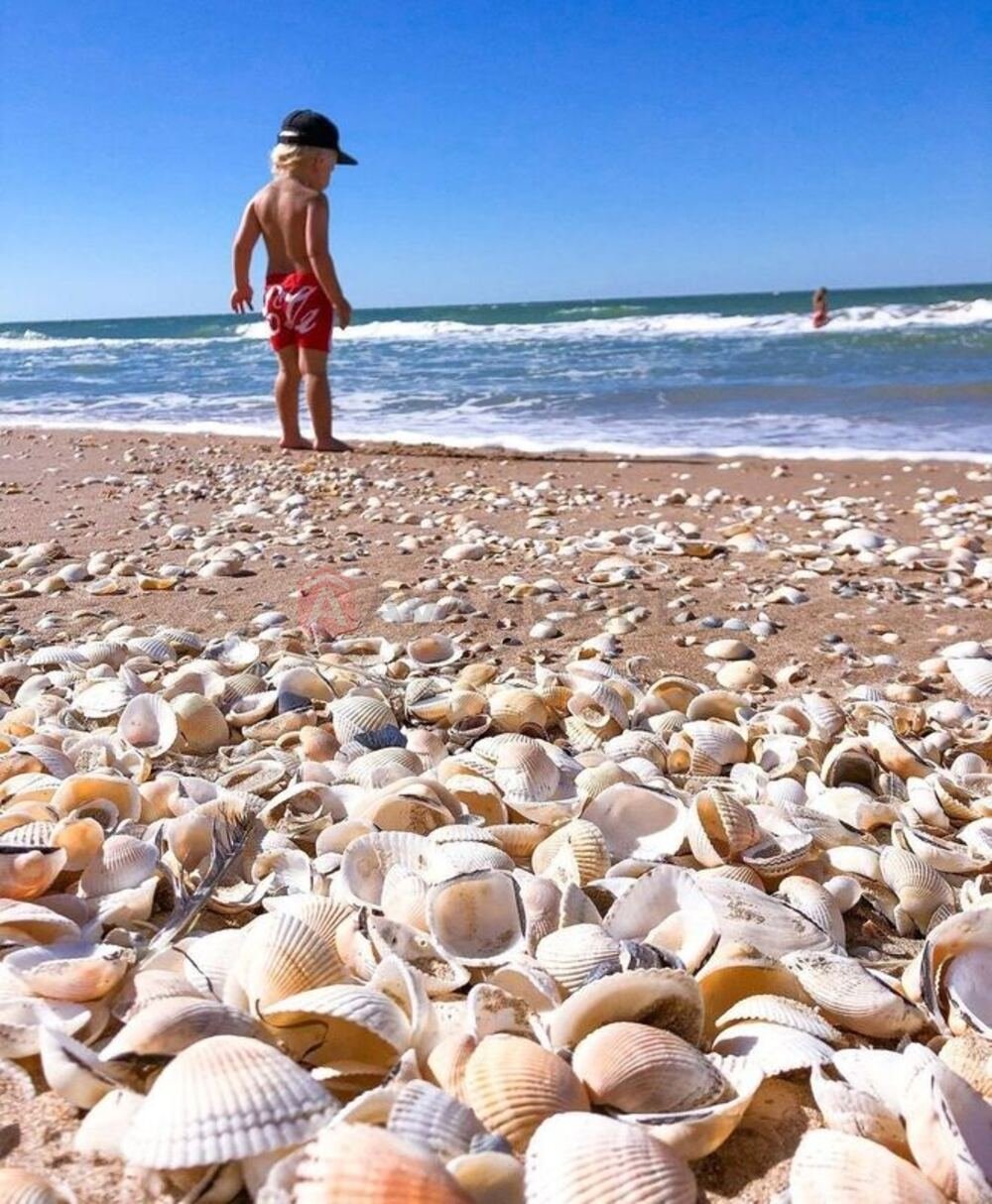 Ракушечный пляж на Азовском море