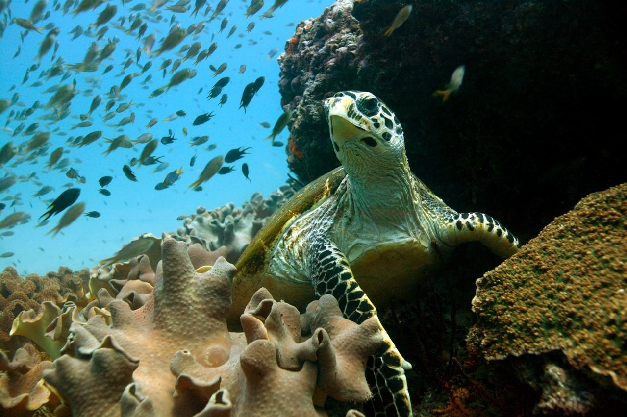 Морской мир россии. Большой Барьерный риф черепахи. Подводный мир. Морские обитатели. Подводный мир черепахи.