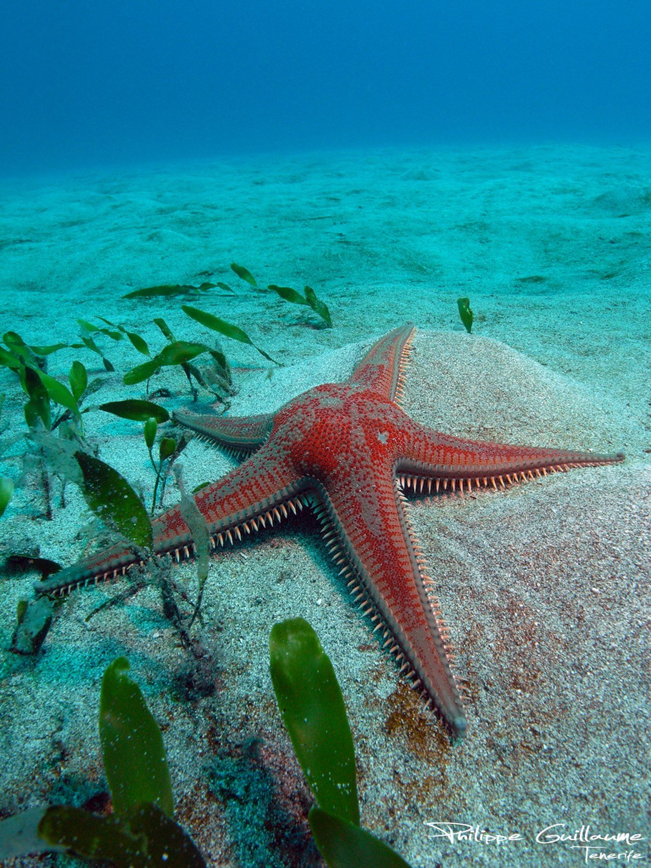 Lunckia Columbiae