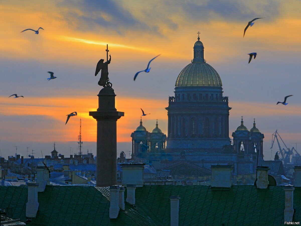 Птицы над Питером