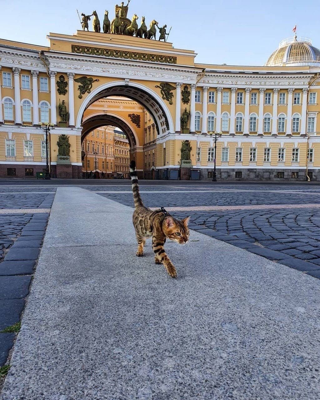 Эрмитажные коты Санкт-Петербурге