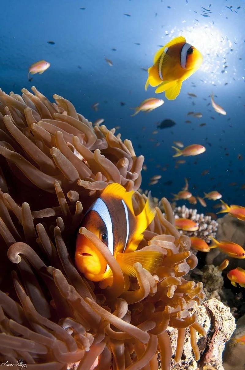 Красное море