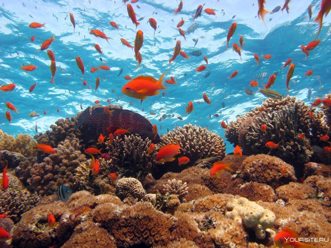 Эйлат красное море