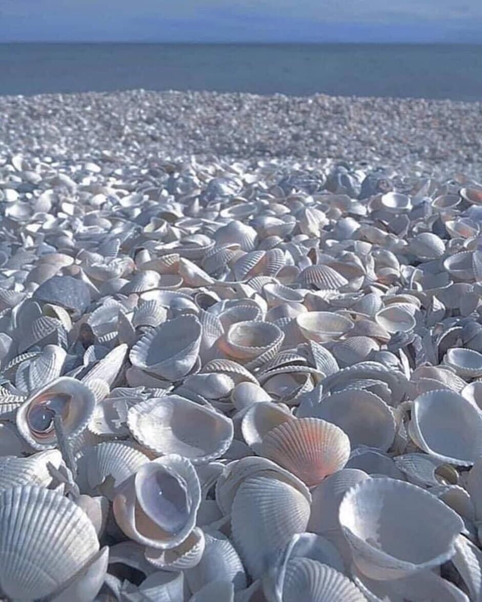 Ракушечный пляж на Азовском море