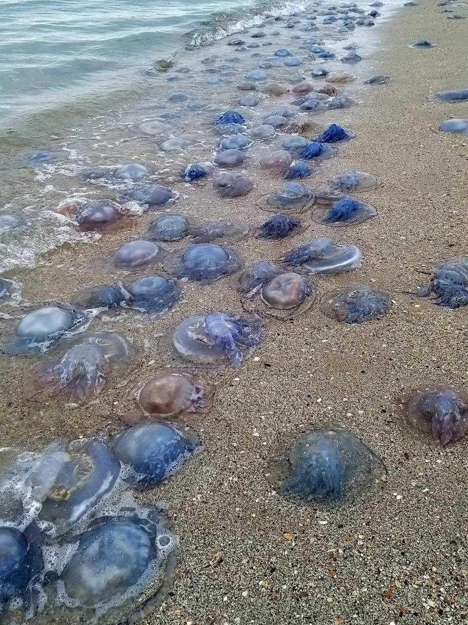 Медузы в Азовском море Пересыпь