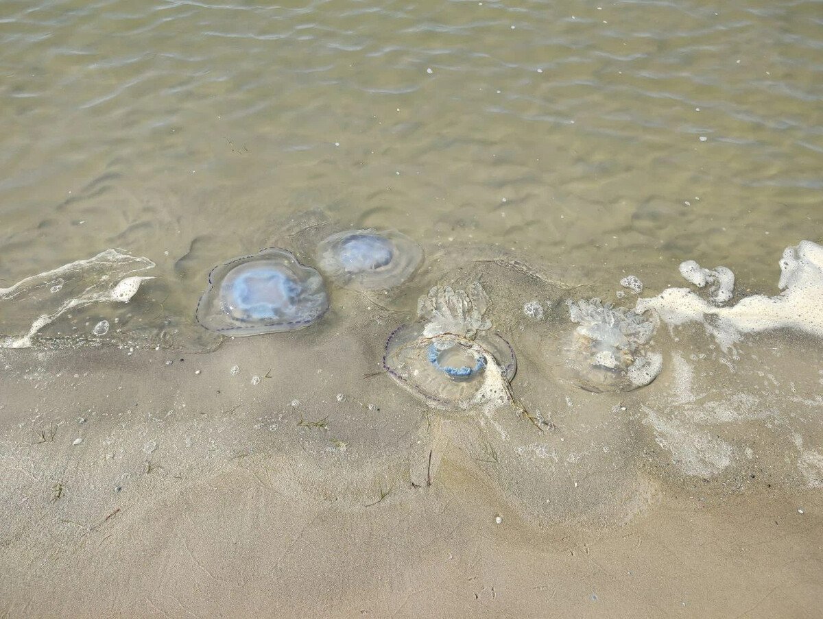 Медузы в Азовском море