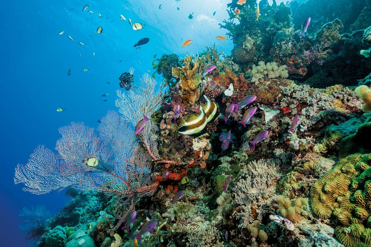 Большой Барьерный риф (the great Barrier Reef)