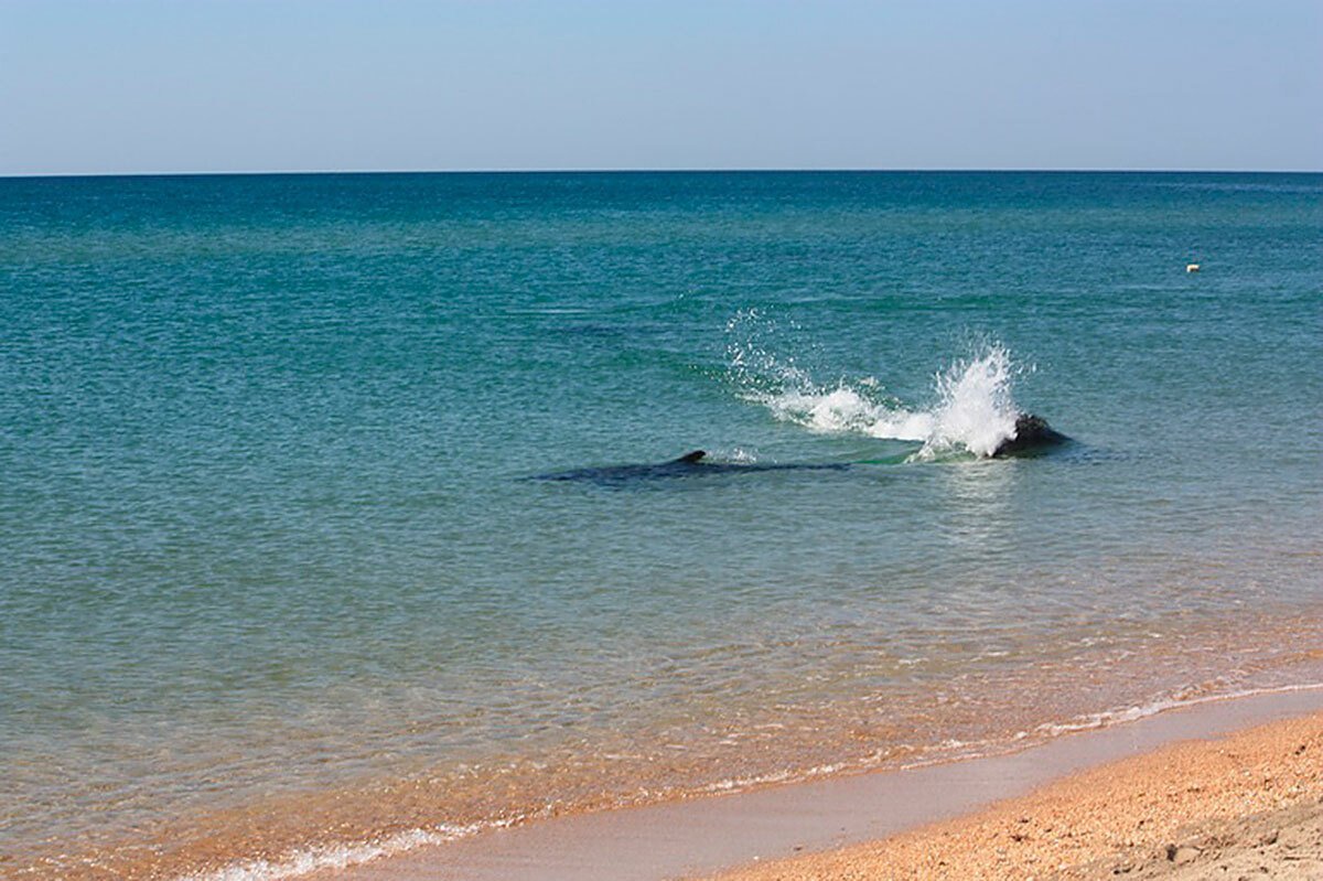 Черное море станица Благовещенская