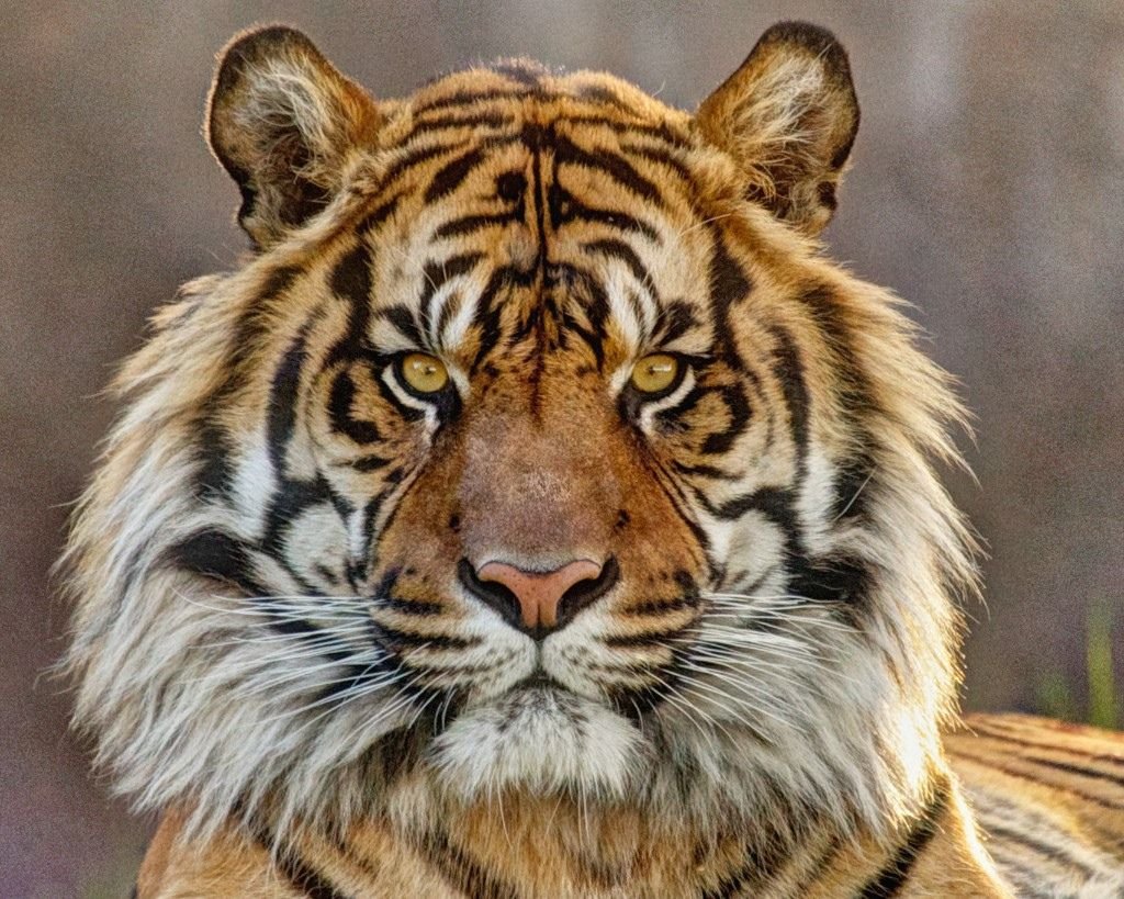 Sumatran Tiger